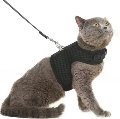 Cat Collars & Leads
